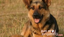 Nemački ovčar