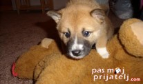 Novi član porodice