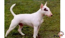O bull terijerima