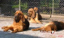 Pas Svetog Huberta Bloodhund