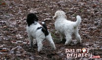 Predviđanje opasnosti