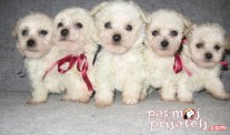 Pripremite se za štene Bichon Frise