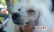 Problemi vezani za rasu
