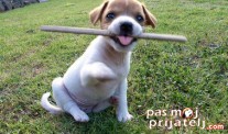 Psi za početnike