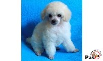 Pudla