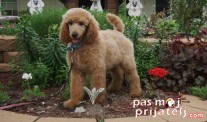 Pudle