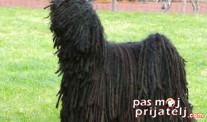 Puli