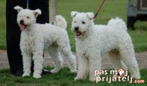 Pumi