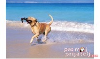 Putovanje sa ljubimcem