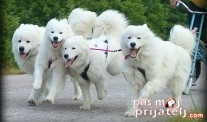 Samojed