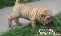 Šar pej