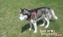 Sibirski haski