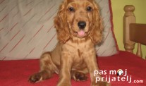 Stavovi prednjih nogu