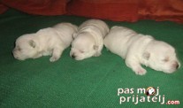 Štenci