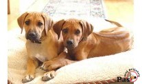 Sve što niste znali o psima