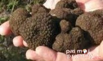TARTUFI: Traženje uz pomoć psa