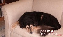 Testovi za ljubimce