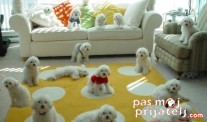 Tipične zdravstvene pritužbe pasa