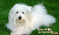 Tulearski pas
