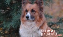Velški korgi - Pembrok