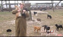 Volonteri brinu o psima