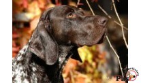 Za dresuru nikad kasno!