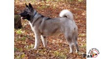 Zakon o veterinarstvu