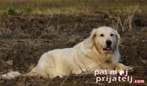 Zdravstveni problemi