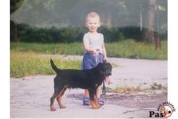 5 zanimljivosti o psima koje mozda niste znali ?