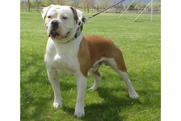 Američki buldog