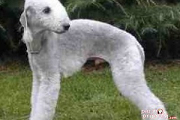 Bedlington terijer