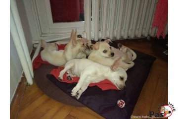 Čivava – najmanji pas na svetu