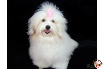 Coton de tulear,idealne mere