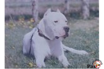 Dogo argentino