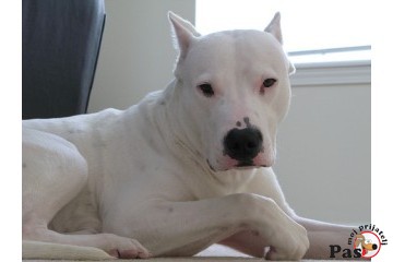 DOGO ARGENTINO - King of the pampas 1