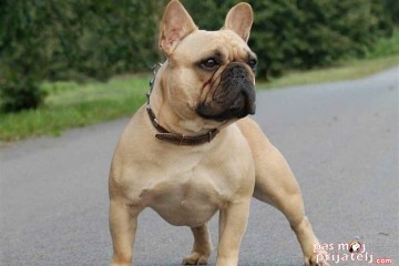 Francuski buldog