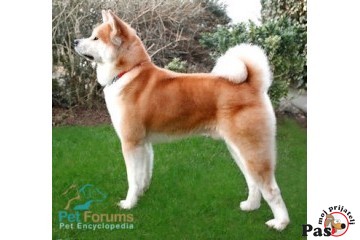 Japanska Akita inu