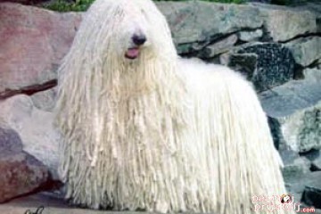Komondor