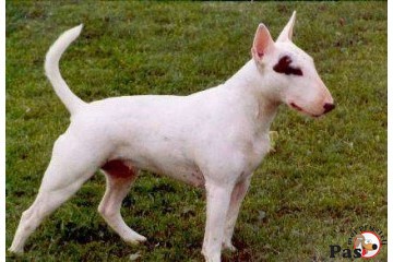O bull terijerima