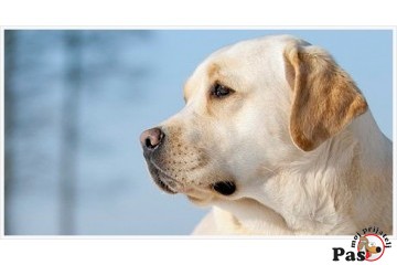 Osobine Labradora