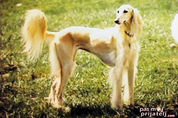 Persijski hrt - Saluki