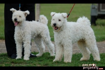 Pumi