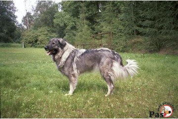 Šarplaninac