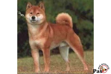 Šiba-inu