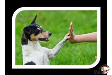 Šta treba znati pre kupovine psa