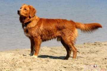 Toling retriver