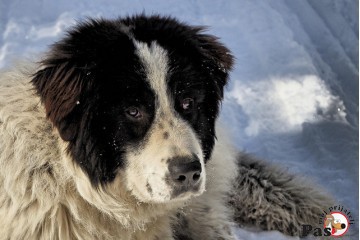 Tornjak