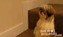 Pas koji se pomoli pre obroka