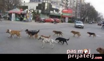 Psi zaklali 500 fazana