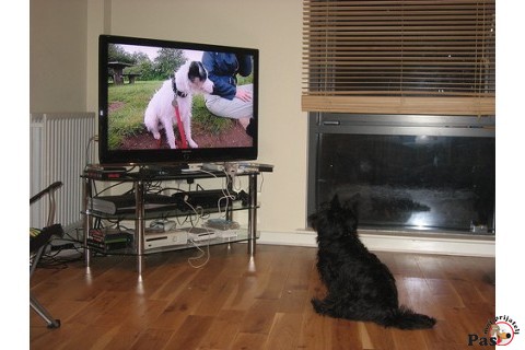 Pas i Tv Pas i Tv